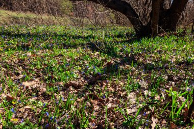 İlkbahar çiçekleriyle dolu bir orman.