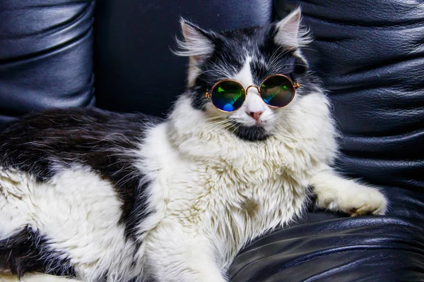 Portrait Beautiful Cute Fluffy Cat Wearing Sunglasses Black Leather Armchair — Zdjęcie stockowe