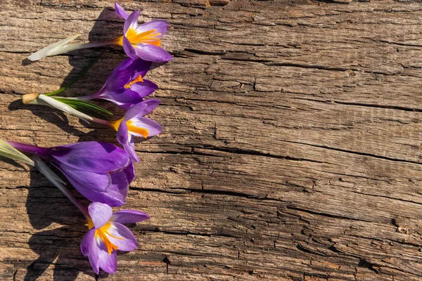 Kırsal ahşap arka planda mor kır çiçekleri. Bahar çiçekleri. Sevgililer Günü, Kadınlar Günü ve Anneler Günü için tebrik kartı. Üst görünüm, alanı kopyala