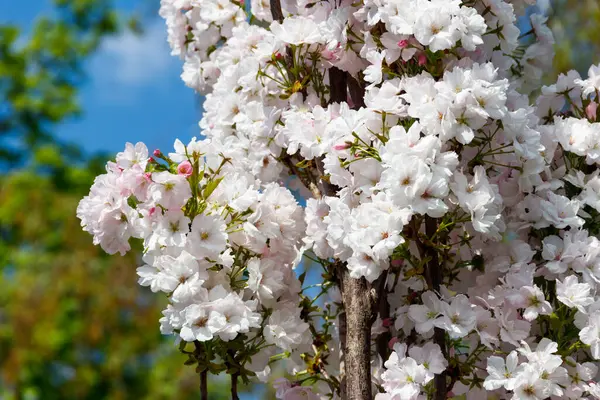 Floraison Cerisier Printemps — Photo