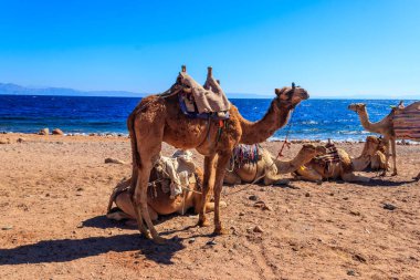 Akabe Körfezi 'ndeki Kızıl Deniz kıyısında develer. Dahab, Mısır