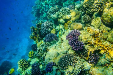 Kızıl Deniz 'deki mercan resifi Ras Mohammed Ulusal Parkı' nda. Mısır 'daki Sina Yarımadası