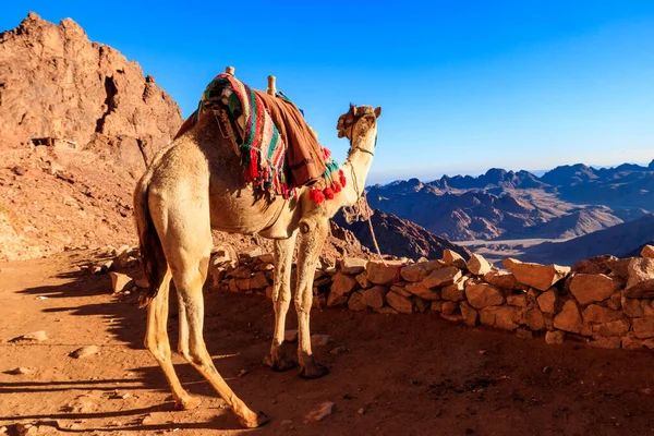 Camel Traditional Bedouin Saddle Sinai Mountains Egypt — Zdjęcie stockowe