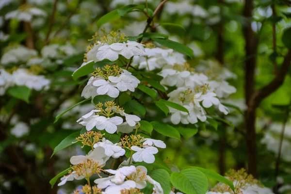 Białe Kwiaty Hydrangea Serrata Znany Również Jako Hortensji Górskiej Herbaty — Zdjęcie stockowe