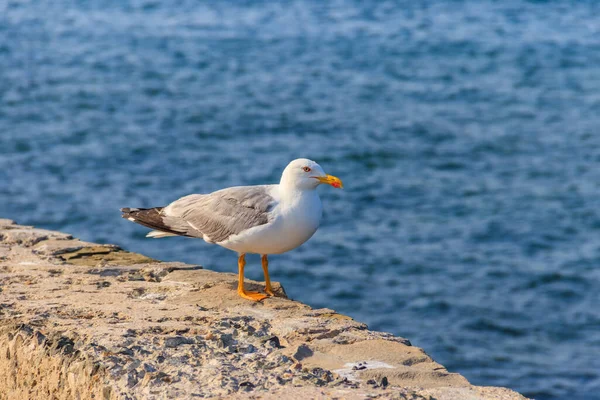 Portret Van Meeuw Tegen Zwarte Zee — Stockfoto