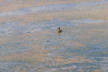 Göl kıyısındaki kara kanatlı ayaklığın yuvası (Himantopus himantopus)