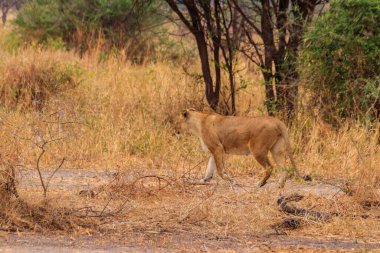 Dişi aslan (Panthera leo) Tarangire Milli Parkı, Tanzanya 'da yürüyor