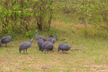 Serengeti Milli Parkı, Tanzanya 'daki yeşil çayır üzerinde miğferli guinafowl (Numida meleagris)