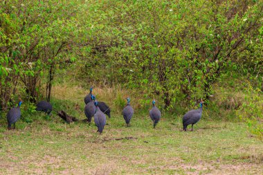 Serengeti Milli Parkı, Tanzanya 'daki yeşil çayır üzerinde miğferli guinafowl (Numida meleagris)