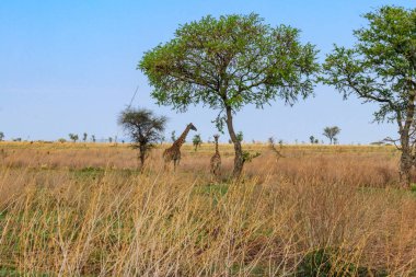Anne ve bebek zürafa (Giraffa camelopardalis) Tanzanya 'daki Serengeti Ulusal Parkı' nda