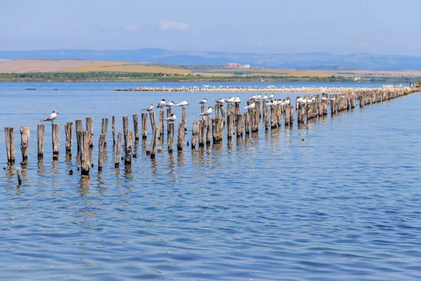 ブルガリアのポモリエ塩湖 ポモリエ塩湖 の木製の柱に張られた一般的なターンの群れ ステナ ヒルンド — ストック写真