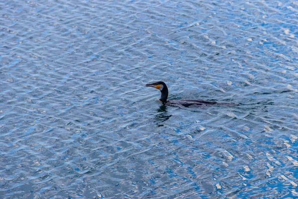 Velký Kormorán Phalacrocorax Carbo Plavání Moři — Stock fotografie