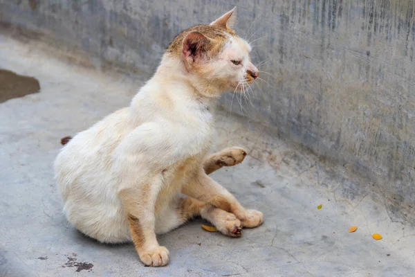 Gatto Randagio Una Panchina Cemento Parco Concetto Protezione Degli Animali — Foto Stock