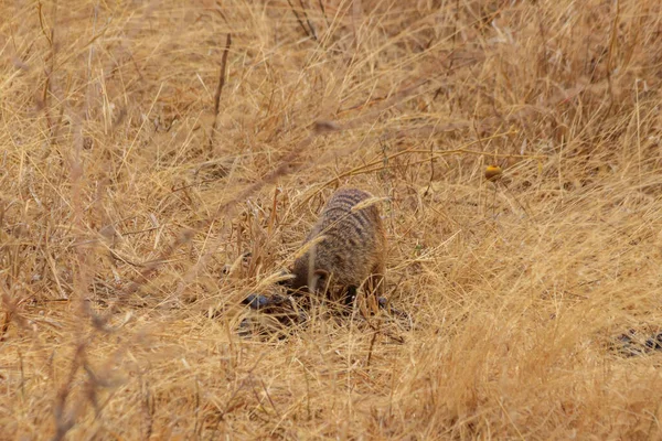 Banded Mongoose Mungos Mungo Dry Grass Tarangire National Park Tanzania — Fotografia de Stock