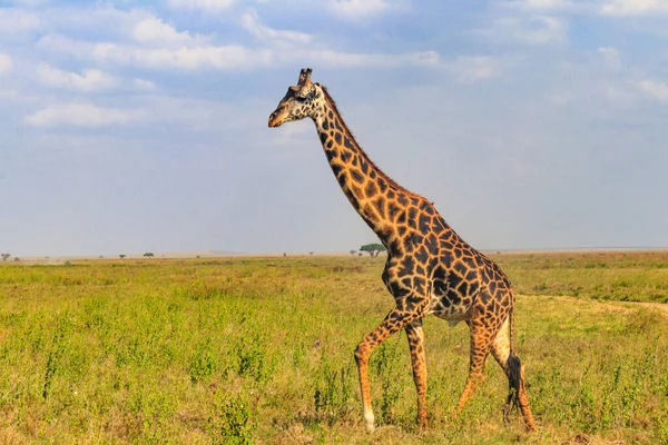 Tanzanya Daki Serengeti Ulusal Parkı Ndaki Savanada Zürafa Tanzanya Nın — Stok fotoğraf