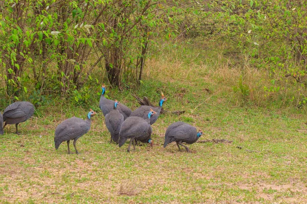 タンザニアのセレンゲティ国立公園の緑の牧草地にあるヘルメット ギニエフクロウ ヌミダ メレガリス — ストック写真