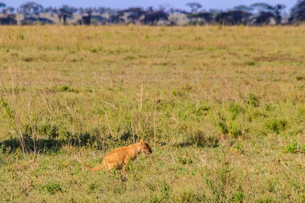 Leeuwenwelp Poept Savanne Nationaal Park Serengeti Tanzania — Stockfoto