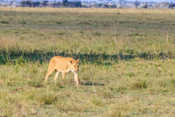 Leona Panthera Leo Caminando Sabana Parque Nacional Del Serengeti Tanzania — Foto de Stock