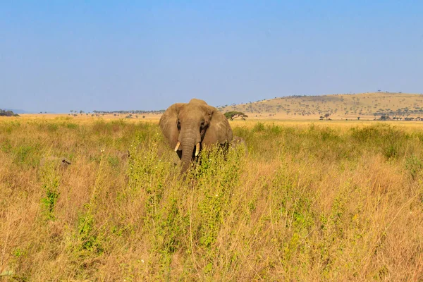 African elephant in savanna in Serengeti National park in Tanzania