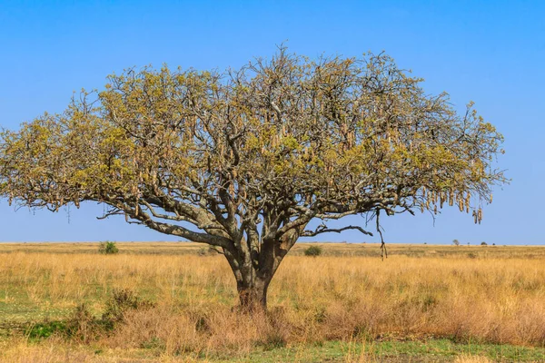 タンザニアのセレンゲティ国立公園のソーセージの木 キゲリア アフリカ — ストック写真