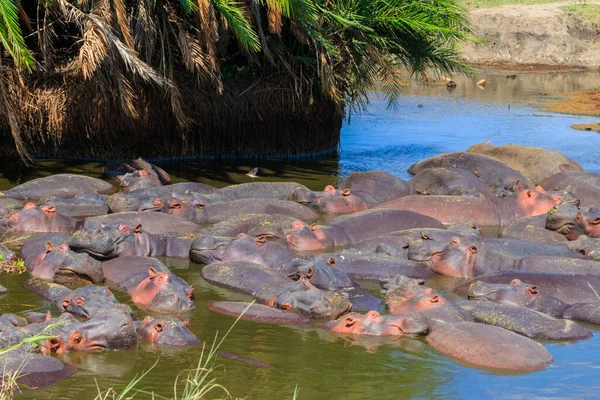 Группа Гиппопотамов Hippopotamus Amphibius Реке Национальном Парке Серенгети Танзания Дикая — стоковое фото