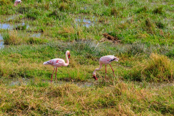 Menší Flamingo Phoeniconaias Minor Národním Parku Kráter Ngorongoro Tanzanii Divoká — Stock fotografie