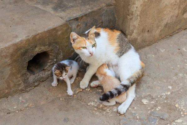 Streunende Katze Mit Zwei Kätzchen Auf Einer Straße Der Stadt — Stockfoto