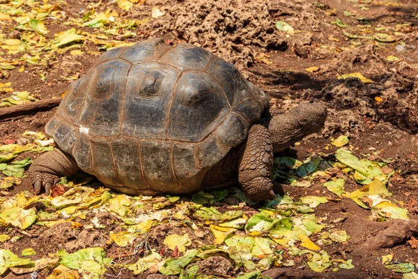 Aldabra dev kaplumbağası Tanzanya 'daki Zanzibar Adası' nda.