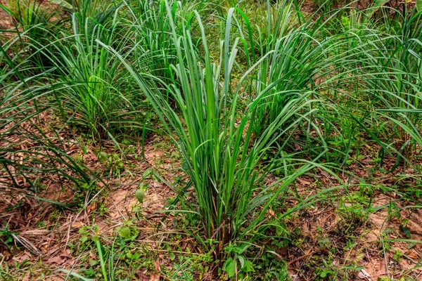 Cymbopogon, limon otu olarak da bilinir, dikenli tel çimenler, ipeksi kafalar, çim, Malabar otları, yağlı kafalar, sitronella otları ya da bahçede yetişen humma otları.