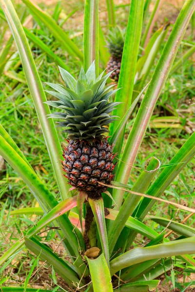 园中生长着未成熟果实的菠萝植物 — 图库照片