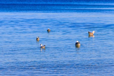 Baltık denizinde yüzen martı sürüsü