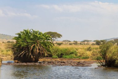 Serengeti Ulusal Parkı, Tanzanya 'da bir nehirde bir grup su aygırı (Hippopotamus amfibi). Afrika 'nın vahşi yaşamı