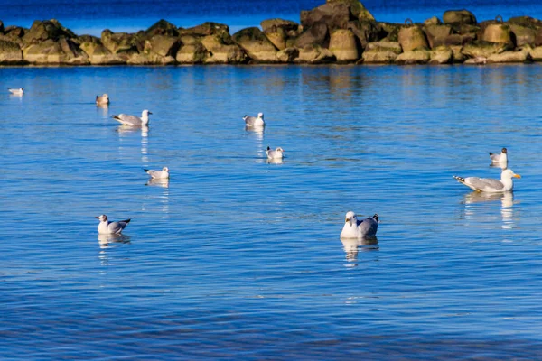 Flock Seagulls Swimming Baltic Sea — Stock Photo, Image