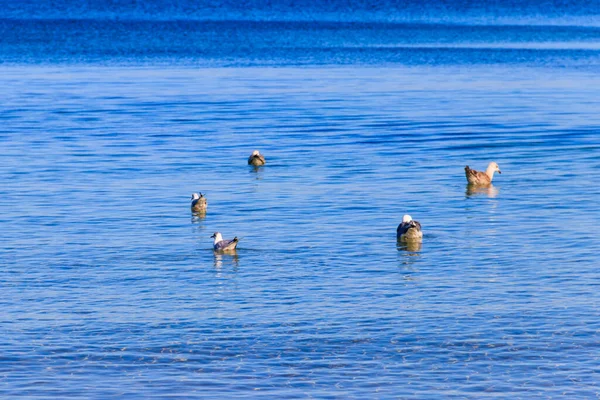 Flock Seagulls Swimming Baltic Sea — Stock Photo, Image