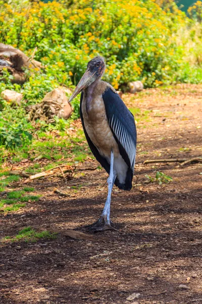 Marabou Stork Leptoptilos Crumenifer Walking Lawn — Stock Photo, Image