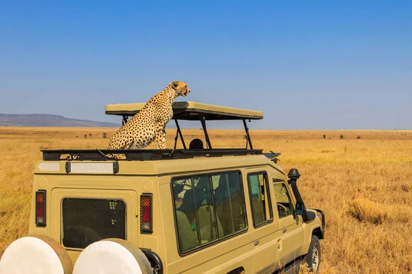 Çita (Acinonyx jubatus), Tanzanya 'daki Serengeti Ulusal Parkı' nda savanada bir SUV 'nin tepesinde. Afrika 'da Safari