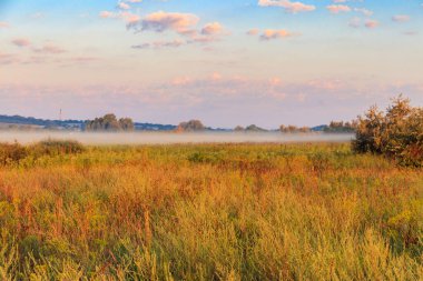 Yeşil sisli çayır, ağaçlar ve gökyüzü olan yaz manzarası. Sabahleyin çayırda sis var.