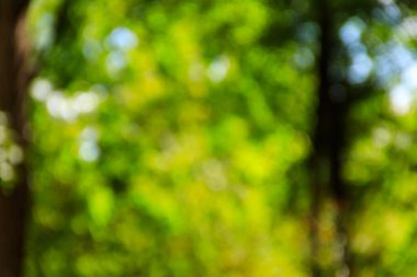 Yeşil doğal bulanık soyut arkaplan