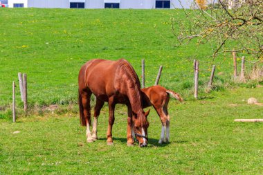 Mare at ve yavrusu yeşil bir çayırda