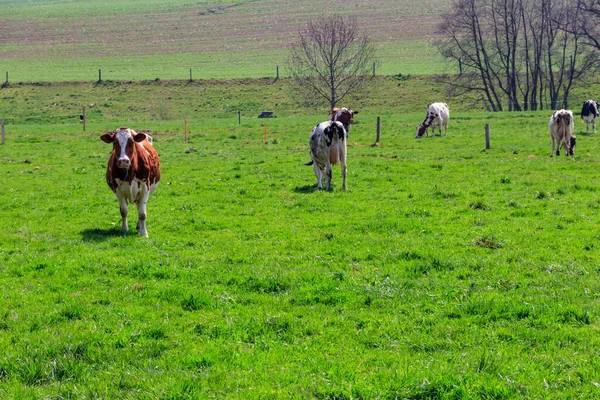 Manada Vacas Pastando Prado Verde — Fotografia de Stock