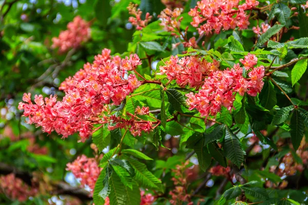 春に赤馬栗 イソキュラス カーネア を咲かせる — ストック写真
