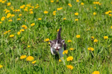 Sarı karahindiba çiçekli küçük kedi yavrusu. Genç kedi yeşil çayırda