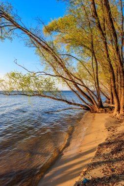 Gölün kıyısındaki söğüt ağaçları