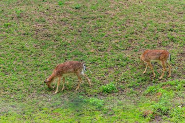 Genç geyik yeşil bir çayırda otluyor.