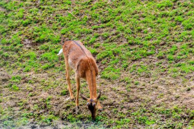 Genç geyik yeşil bir çayırda otluyor.