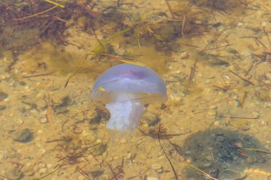 Rhizostoma pulmo, varil denizanası, çöp kapağı denizanası ya da fırfırlı ağızlı denizanası olarak bilinir.