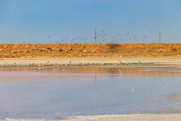 Ukrayna Nın Kherson Bölgesindeki Pembe Tuzlu Syvash Gölünde Kuş Sürüsü — Stok fotoğraf