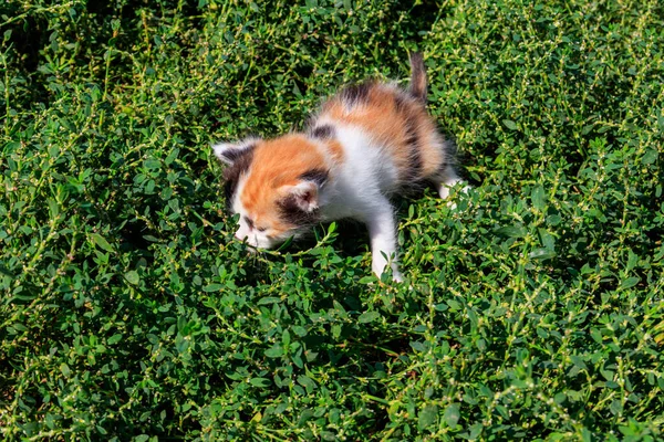 Kleines Kätzchen Auf Grünem Gras Auf Wiese — Stockfoto