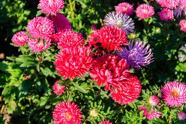 Multicolored Asters Flower Bed Garden — Stock Photo, Image