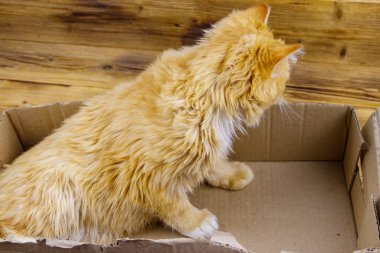 Tahta arka planda karton kutuda kızıl kedi